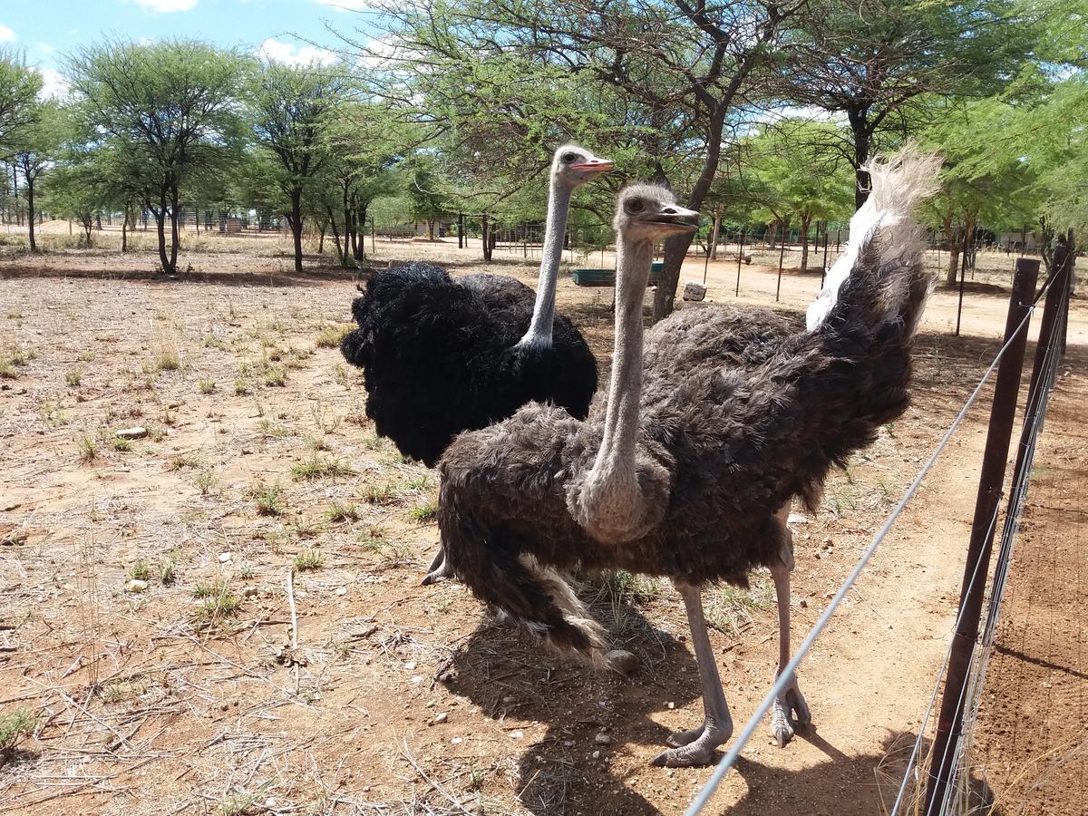 Lion's Den Guesthouse Otjiwarongo Eksteriør billede