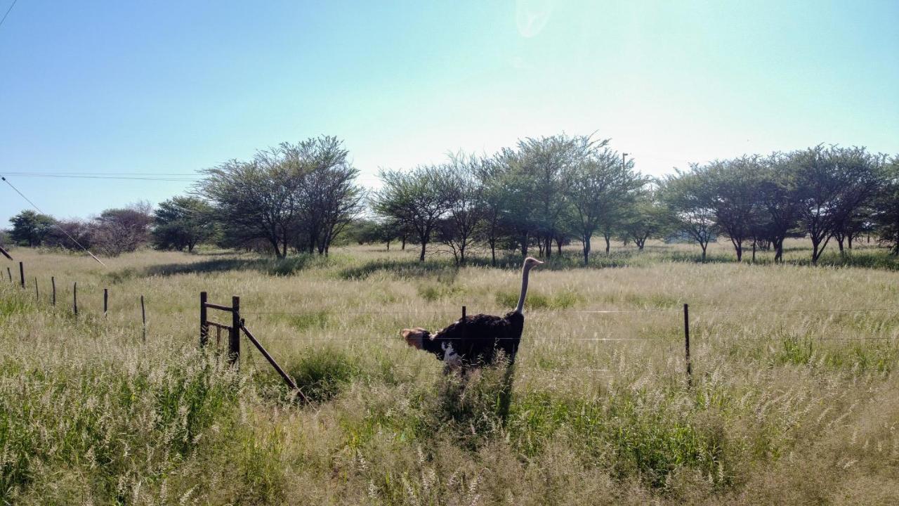 Lion's Den Guesthouse Otjiwarongo Eksteriør billede